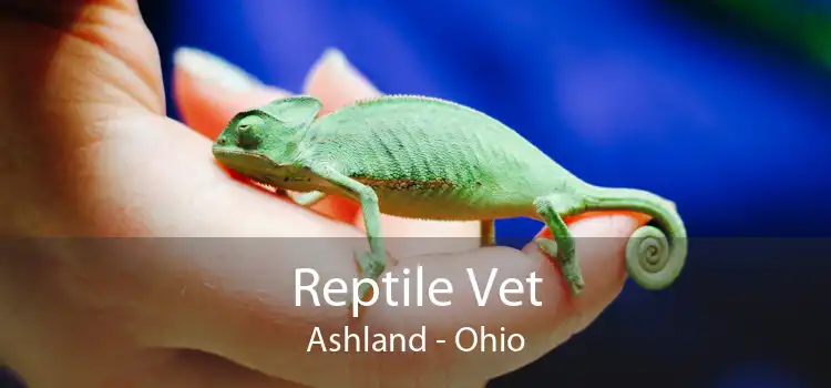 Reptile Vet Ashland - Ohio