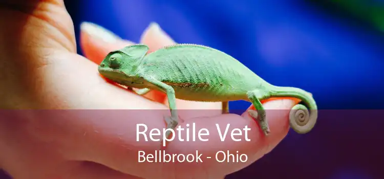 Reptile Vet Bellbrook - Ohio