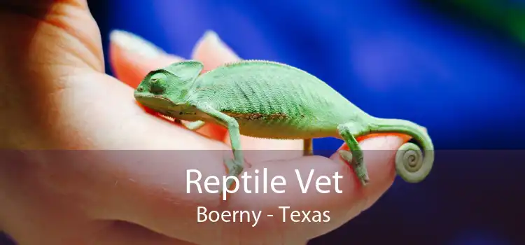 Reptile Vet Boerny - Texas