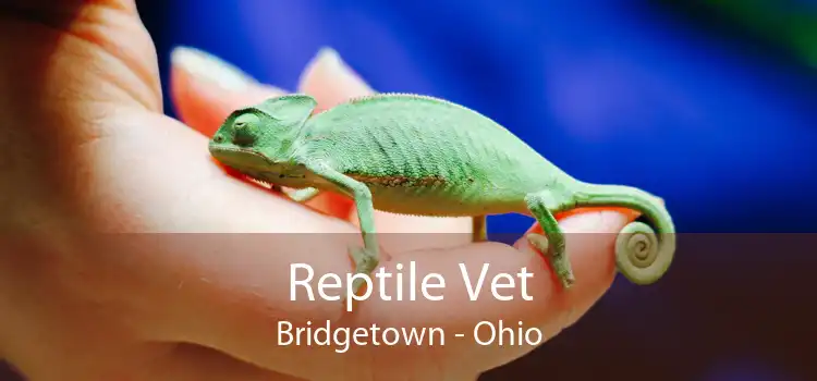Reptile Vet Bridgetown - Ohio