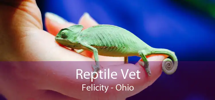 Reptile Vet Felicity - Ohio