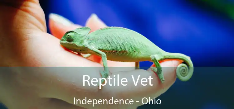 Reptile Vet Independence - Ohio