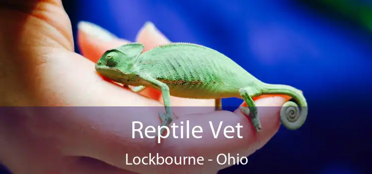 Reptile Vet Lockbourne - Ohio