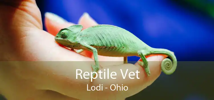 Reptile Vet Lodi - Ohio