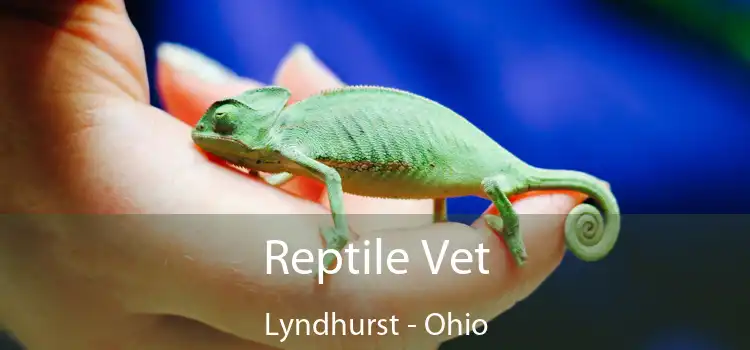 Reptile Vet Lyndhurst - Ohio