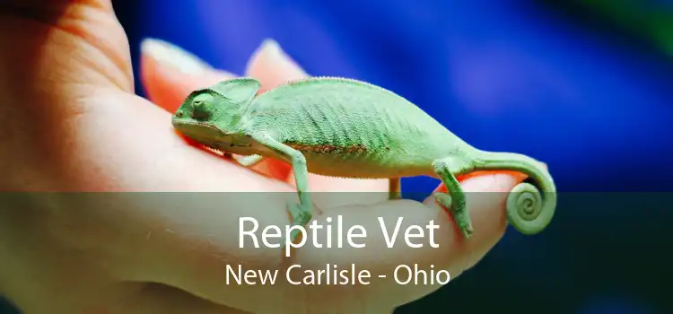 Reptile Vet New Carlisle - Ohio