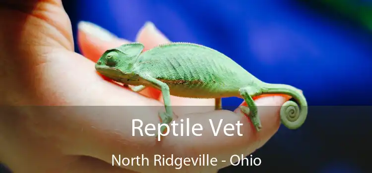 Reptile Vet North Ridgeville - Ohio