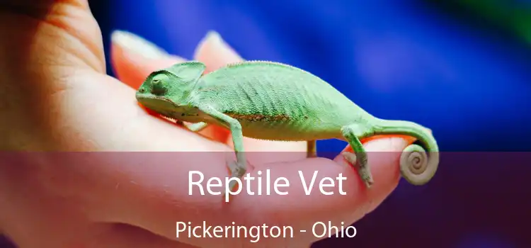 Reptile Vet Pickerington - Ohio