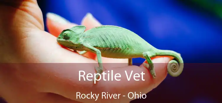 Reptile Vet Rocky River - Ohio