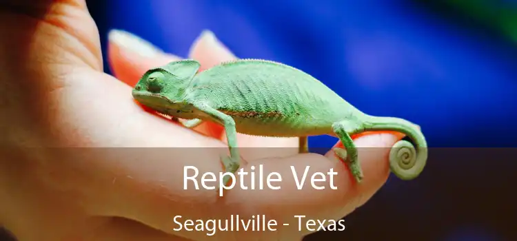 Reptile Vet Seagullville - Texas
