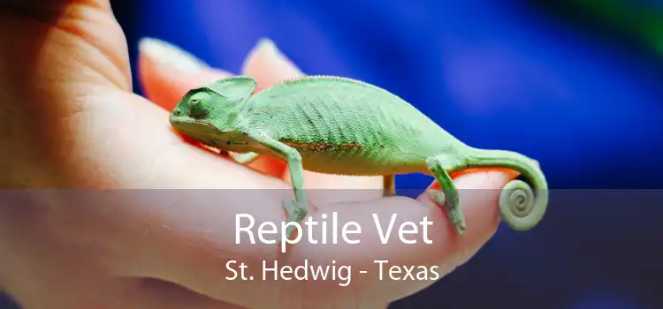 Reptile Vet St. Hedwig - Texas