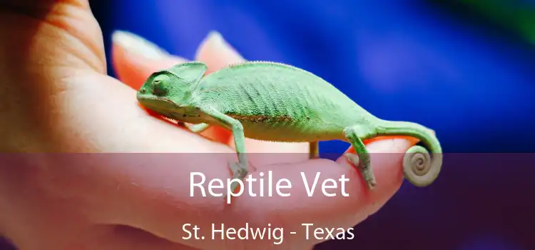 Reptile Vet St. Hedwig - Texas