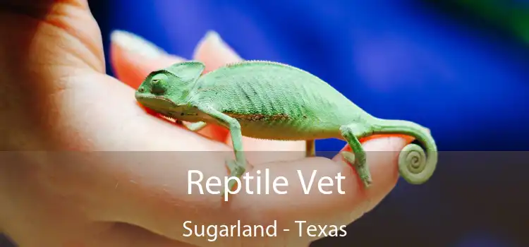 Reptile Vet Sugarland - Texas