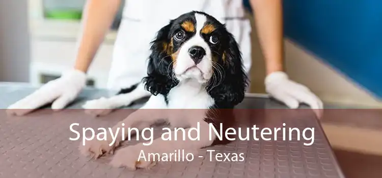 Spaying and Neutering Amarillo - Texas