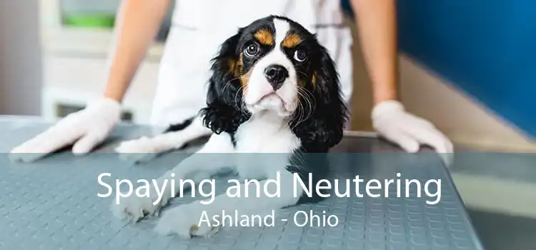 Spaying and Neutering Ashland - Ohio