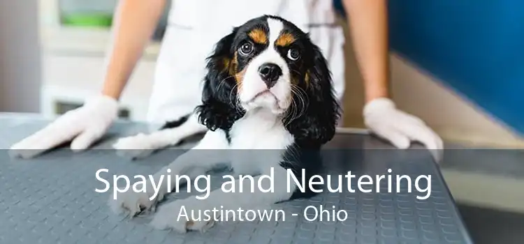 Spaying and Neutering Austintown - Ohio