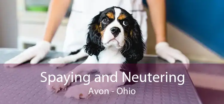 Spaying and Neutering Avon - Ohio