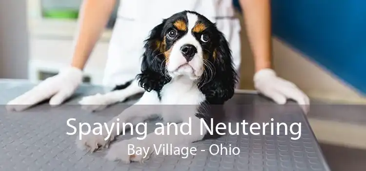 Spaying and Neutering Bay Village - Ohio