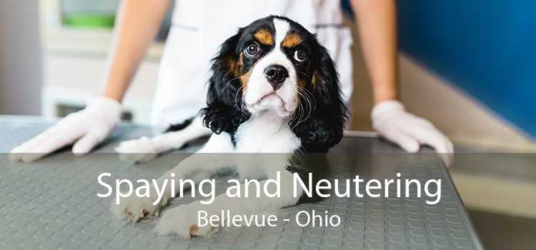 Spaying and Neutering Bellevue - Ohio