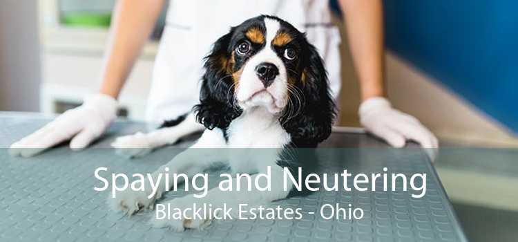 Spaying and Neutering Blacklick Estates - Ohio