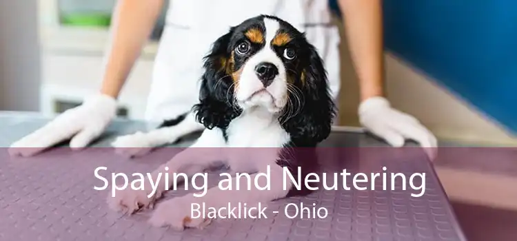 Spaying and Neutering Blacklick - Ohio
