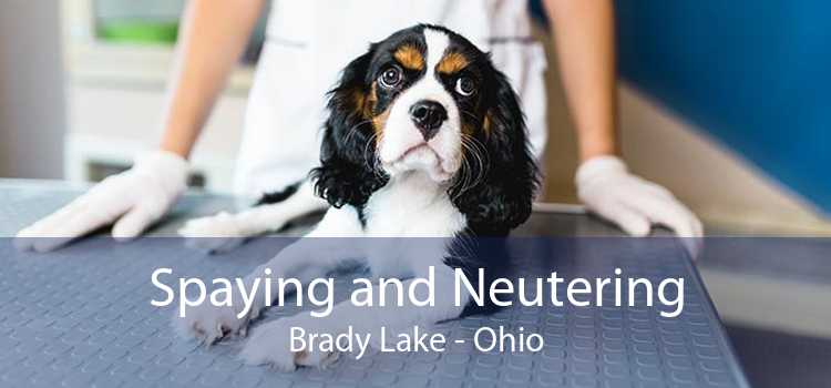 Spaying and Neutering Brady Lake - Ohio
