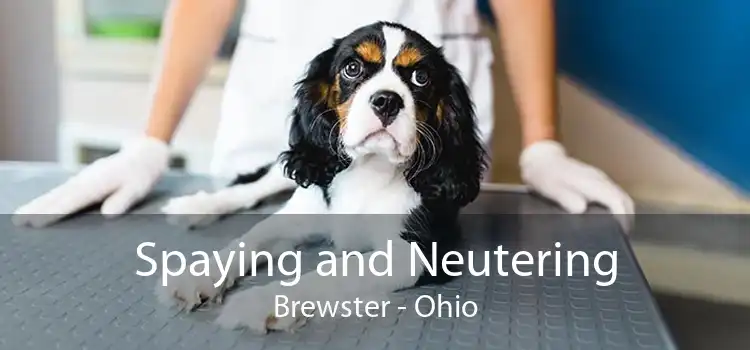 Spaying and Neutering Brewster - Ohio