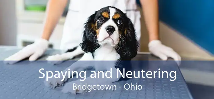 Spaying and Neutering Bridgetown - Ohio