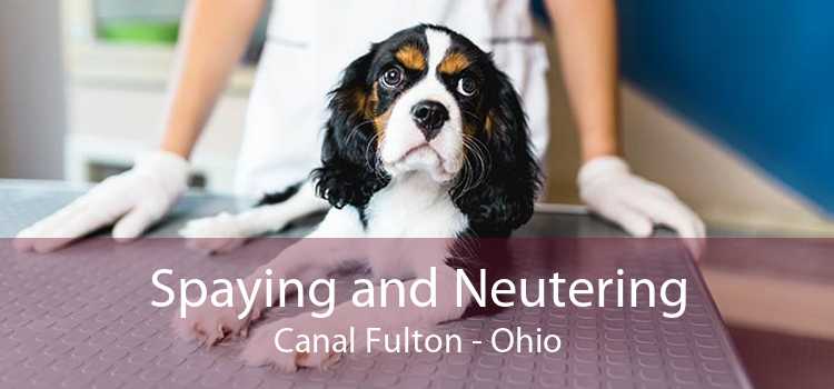 Spaying and Neutering Canal Fulton - Ohio