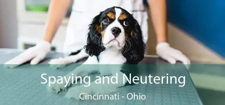 Spaying and Neutering Cincinnati - Ohio