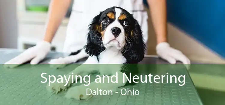 Spaying and Neutering Dalton - Ohio