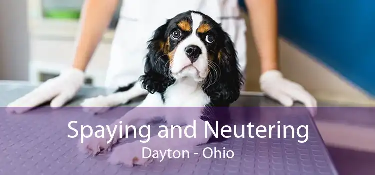 Spaying and Neutering Dayton - Ohio