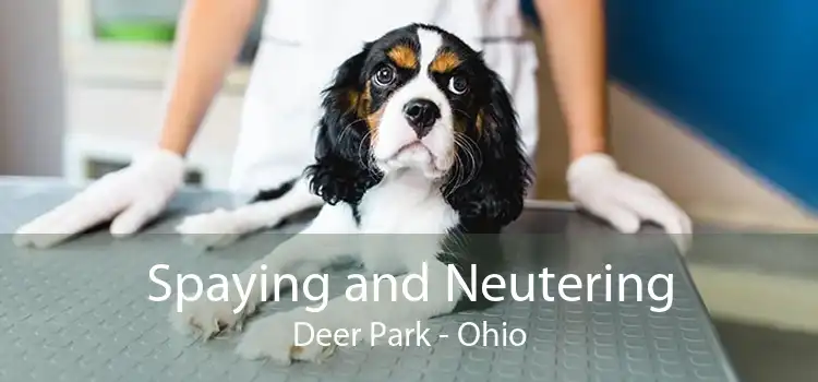 Spaying and Neutering Deer Park - Ohio