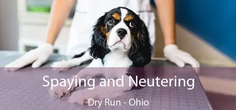 Spaying and Neutering Dry Run - Ohio