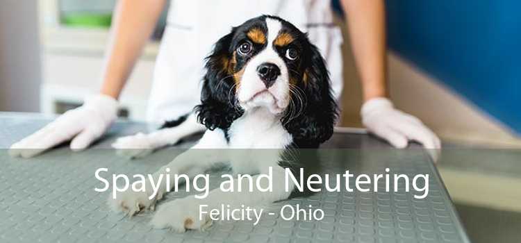 Spaying and Neutering Felicity - Ohio