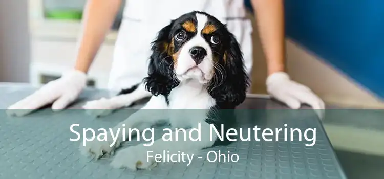 Spaying and Neutering Felicity - Ohio