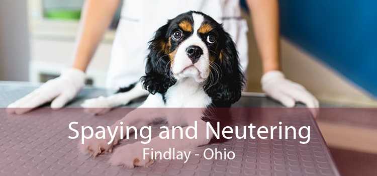 Spaying and Neutering Findlay - Ohio