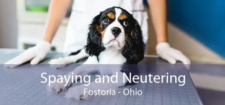 Spaying and Neutering Fostoria - Ohio