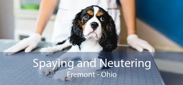 Spaying and Neutering Fremont - Ohio
