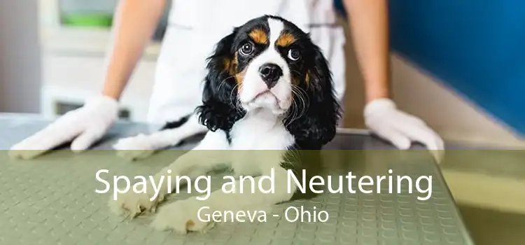 Spaying and Neutering Geneva - Ohio