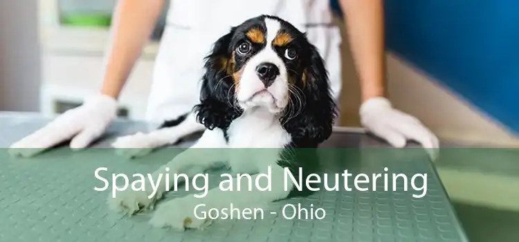 Spaying and Neutering Goshen - Ohio
