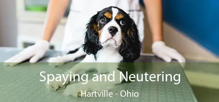 Spaying and Neutering Hartville - Ohio