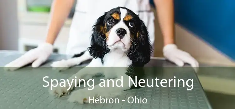 Spaying and Neutering Hebron - Ohio