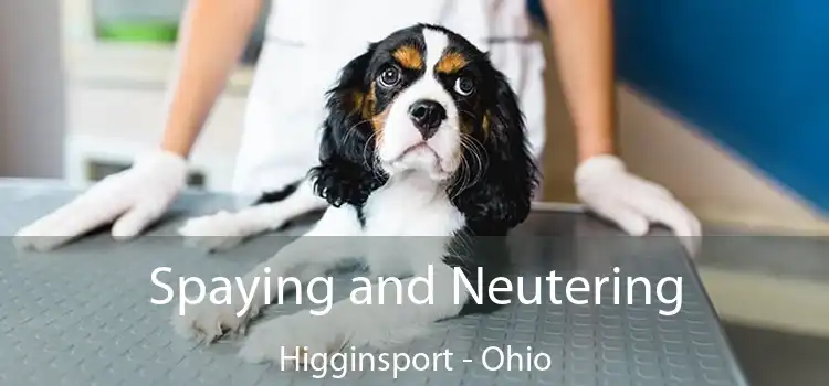 Spaying and Neutering Higginsport - Ohio