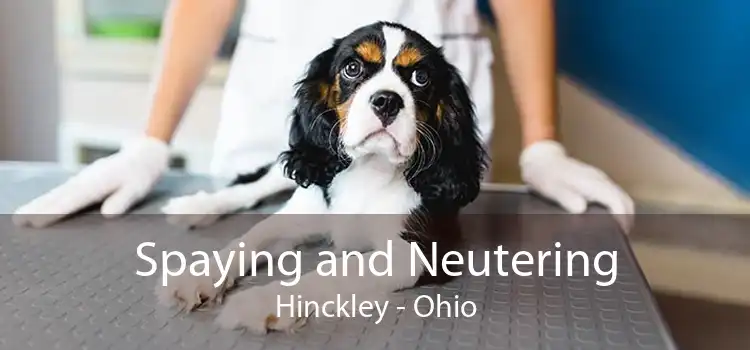 Spaying and Neutering Hinckley - Ohio