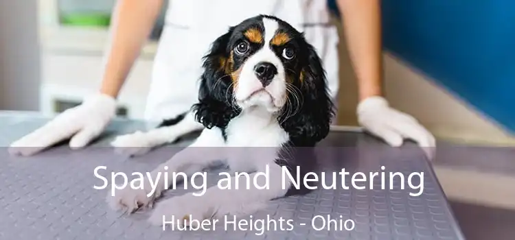 Spaying and Neutering Huber Heights - Ohio