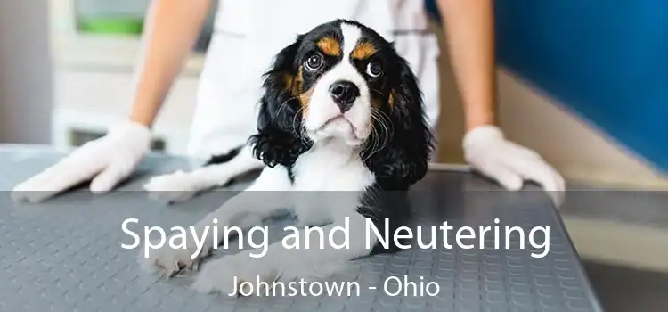 Spaying and Neutering Johnstown - Ohio