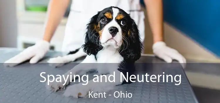 Spaying and Neutering Kent - Ohio