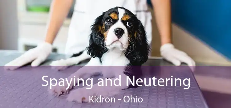 Spaying and Neutering Kidron - Ohio