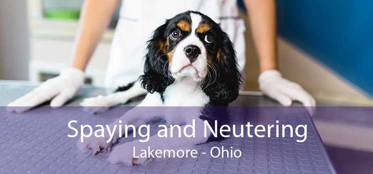 Spaying and Neutering Lakemore - Ohio